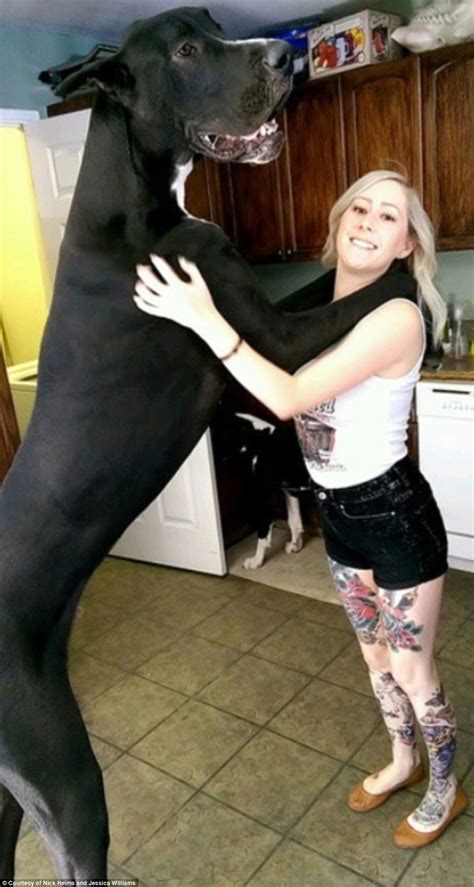 Beautiful blonde nicely rides cock of Great Dane on floor